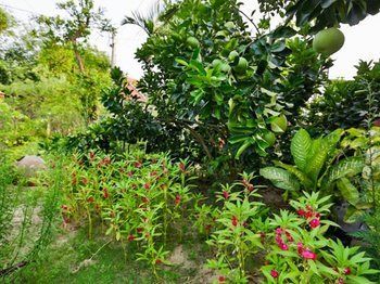 Strawberry Garden